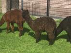 Alpaca merrieveulen 02-06-2023, Dieren en Toebehoren, Schapen, Geiten en Varkens, Vrouwelijk, 0 tot 2 jaar
