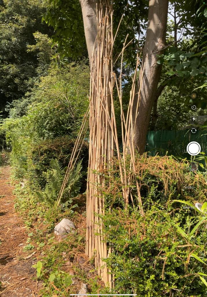 Bamboestokken en tuinplanten, Tuin en Terras, Planten | Tuinplanten, Bodembedekkers, Ophalen