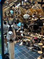 Te koop oude jachttrofee taxidermie opgezette, Ophalen of Verzenden