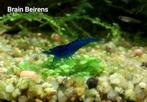 Neocaridina Blue Dream Garnalen (Oudenburg)