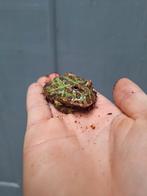 Leuke Pacman kikkers beschikbaar, Dieren en Toebehoren, Reptielen en Amfibieën