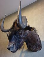 Witstaartgnoe. Zuid Afrika. Opgezette dieren, mancave., Ophalen, Zo goed als nieuw, Wild dier, Opgezet dier