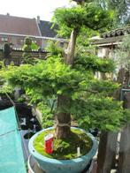 Bonsai, Ophalen, Overige soorten