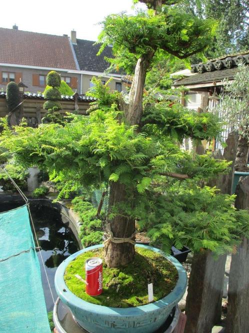 Bonsai, Tuin en Terras, Planten | Bomen, Overige soorten, Ophalen