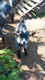 Blauwschimmel bokjes zoeken nieuwe weide, Dieren en Toebehoren, Schapen, Geiten en Varkens, Mannelijk, Geit, 0 tot 2 jaar