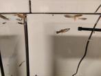 Guppy's - guppys - guppie's - guppie's - guppy - guppie, Dieren en Toebehoren, Vis, Zoetwatervis, Schoolvis