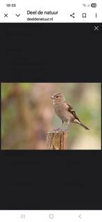 Botvinken, Animaux & Accessoires, Oiseaux | Oiseaux Autre, Femelle, Bagué