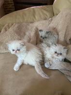 Lieve colour point katertjes, Dieren en Toebehoren, Katten en Kittens | Raskatten | Langhaar, Kater, Gechipt, 0 tot 2 jaar