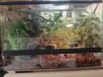 Korenslang vrouwelijk met terrarium, Dieren en Toebehoren, Slang, Met terrarium, 0 tot 2 jaar