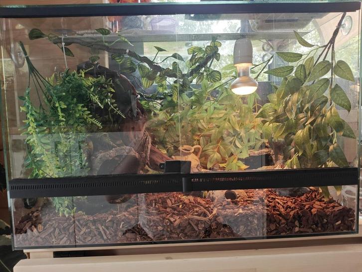 Korenslang vrouwelijk met terrarium, Dieren en Toebehoren, Reptielen en Amfibieën, Slang, 0 tot 2 jaar, Met terrarium