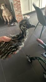 Emoe, Dieren en Toebehoren, Pluimvee, Geslacht onbekend, Overige soorten