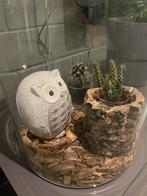 Glazen vaas met uiltje en cactussen, Huis en Inrichting, Ophalen, Schaal, Rond, Glas