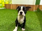 Chiots Boston Terrier - Noir et blanc, Animaux & Accessoires, Plusieurs, Belgique, 8 à 15 semaines, Parvovirose
