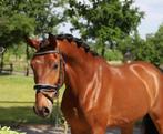 Leuke pre andalusier ruin, Dieren en Toebehoren, Paarden, Ruin, 160 tot 165 cm, Gechipt, 3 tot 6 jaar