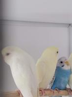 Grasparkiet, Plusieurs animaux, Perruche