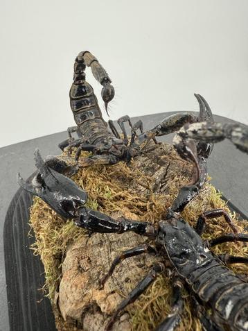Opgezette Keizerschorpioenen Onder Stolp - Wildernis Atelier beschikbaar voor biedingen