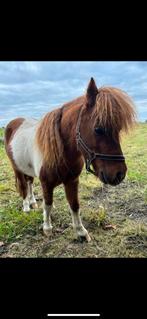 2 miniatuurhengsten met stamboek, Dieren en Toebehoren, Pony's