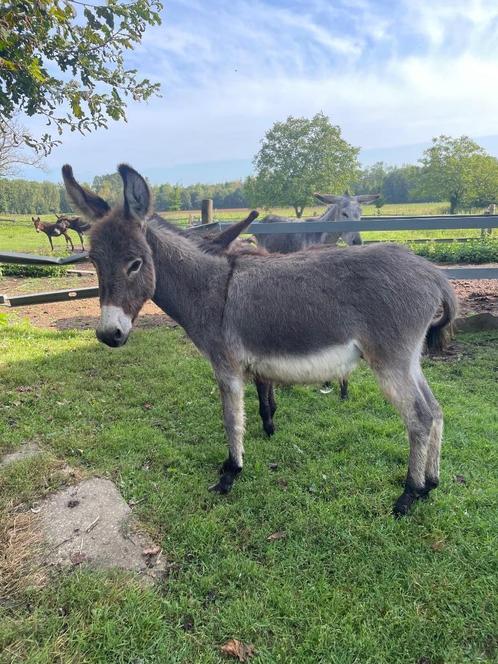 Jonge ezel van 1 jaar., Animaux & Accessoires, Chevaux, Étalon, 0 à 2 ans, Avec puce électronique