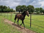 Super knappe 3 jarige KWPN merrie (Glock's Zonik  Negro)!, Dieren en Toebehoren, Paarden, Merrie, Gechipt, 3 tot 6 jaar, 160 tot 165 cm