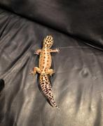 Reptile gecko léopard, Enlèvement