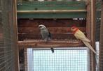 Stanley Rosella Koppel 2023, Dieren en Toebehoren, Vogels | Parkieten en Papegaaien, Meerdere dieren, Parkiet, Geringd