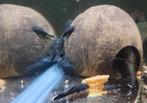 L181, Dieren en Toebehoren