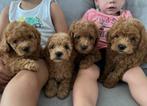 Toy poedels, Dieren en Toebehoren, Honden | Chihuahua's en Gezelschapshonden, Poedel, België, Particulier, CDV (hondenziekte)