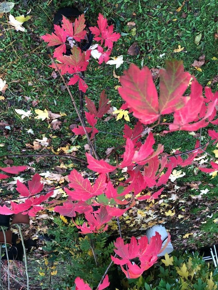 PLANTEN VOOR TUIN, Tuin en Terras, Planten | Tuinplanten, Winter, Ophalen