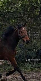 Gezocht C, of D pony onbeleerd, Onbeleerd