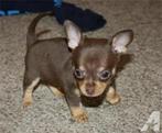 chihuahua pups t.cup & mini zeer mooie raszuiveren kleintjes, Animaux & Accessoires, Chiens | Chihuahuas & Chiens de compagnie