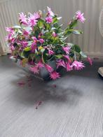 À vendre cactus, Jardin & Terrasse, Bacs à fleurs & Jardinières, Enlèvement, Comme neuf