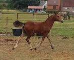 Hengstenveulen Freiberger/Franches- Montagne, Dieren en Toebehoren, Paarden, Minder dan 160 cm, Gechipt, 0 tot 2 jaar, Hengst