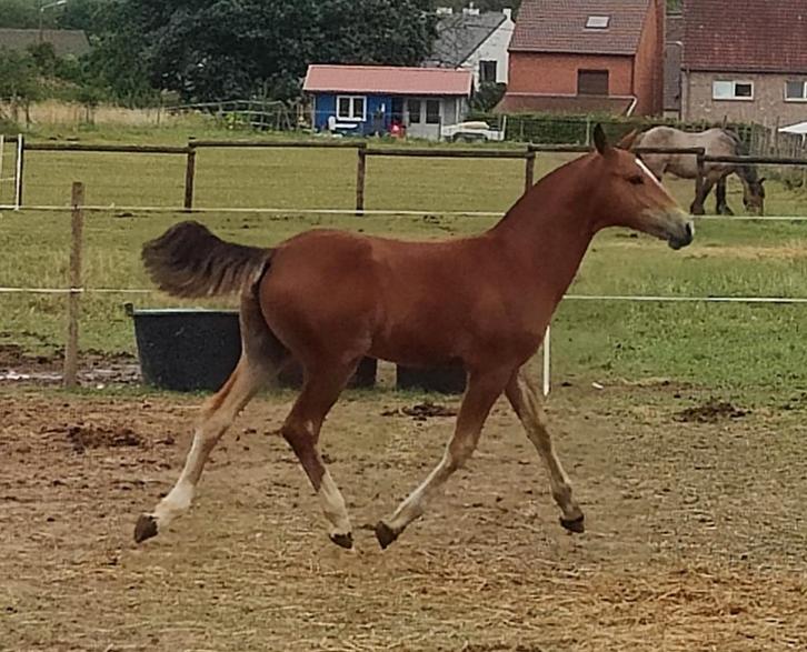 Hengstenveulen Freiberger/Franches- Montagne, Dieren en Toebehoren, Paarden, Hengst, Onbeleerd, Minder dan 160 cm, 0 tot 2 jaar