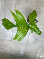 Philodendron Florida Beauty, Huis en Inrichting, Kamerplanten, Ophalen