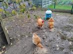 Orpington Buff, 3 hennen en 1 haan, Dieren en Toebehoren
