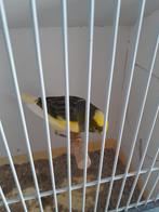 Bonte mannelijke kanarie, Dieren en Toebehoren, Mannelijk, Zangkanarie