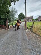 Pension voor paarden of pony 's weidegang met schuilhok, Dieren en Toebehoren, Weidegang