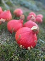 Pompoenen in verschillende maten, Tuin en Terras, Planten | Tuinplanten, Ophalen, Herfst