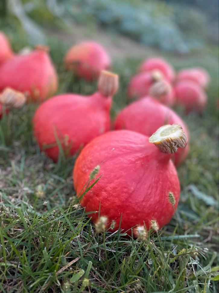 Pompoenen in verschillende maten, Tuin en Terras, Planten | Tuinplanten, Herfst, Ophalen