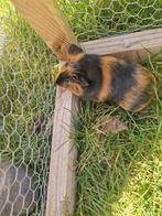 Cavia, Maart, Meerdere dieren, Cavia