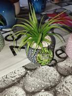 Nouvelle plante en pot, Enlèvement, En pot