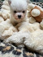 Lief reutje maltipom, Dieren en Toebehoren, Parvo, België, Maltezer, Fokker | Hobbymatig