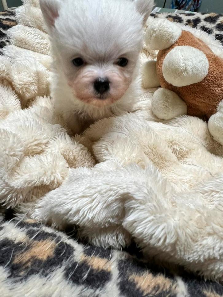 Lief reutje maltipom, Dieren en Toebehoren, Honden | Chihuahua's en Gezelschapshonden, Reu, Maltezer, Fokker | Hobbymatig, Eén hond