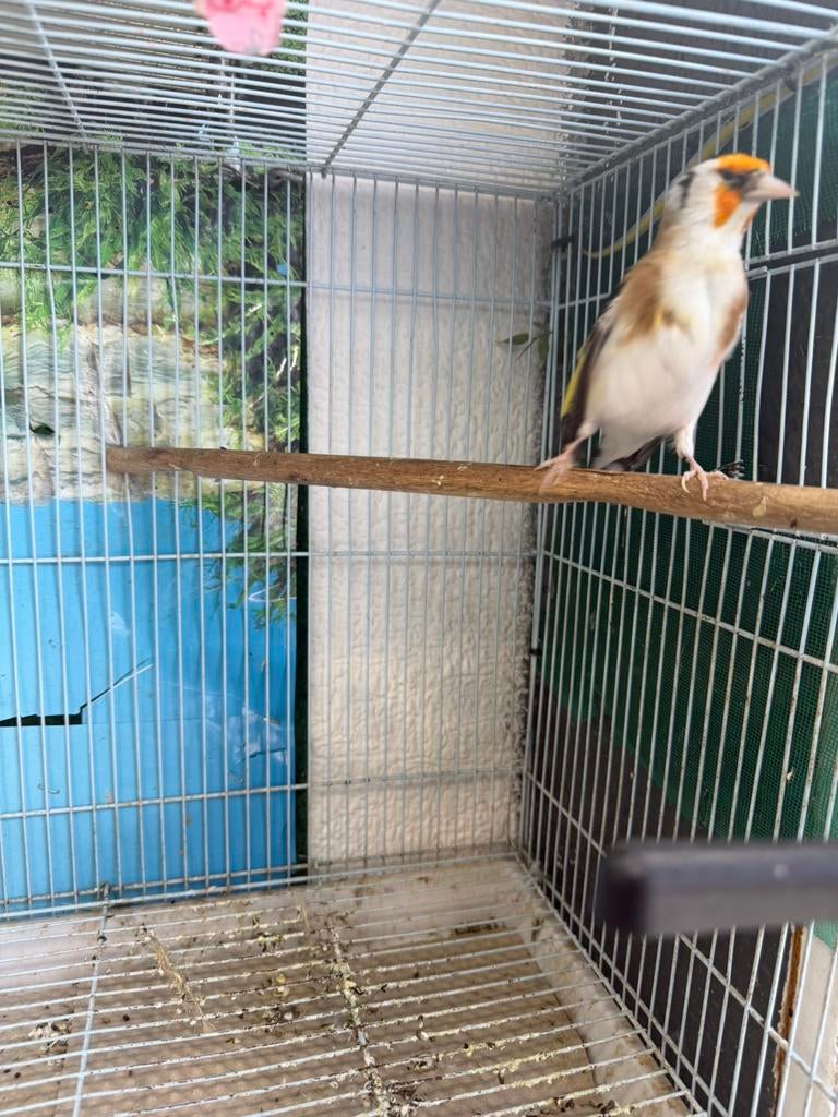 Chardonneret, Enlèvement ou Envoi