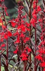 Rode waterlobelia plant, Plein soleil, Enlèvement, Plante fixe, Plantes de bassin