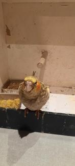 Handtamme valkparkiet, Dieren en Toebehoren, Vogels | Parkieten en Papegaaien