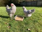 Haan lavender araucana, Poule ou poulet