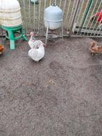 Cochins krielen, Dieren en Toebehoren