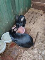 Vrouwelijke konijnen 5 maand oud, Dieren en Toebehoren