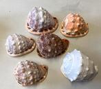 Lot Bullmouth schelpen (Cypraecassis Rufa) Rode Helmschak, Enlèvement ou Envoi, Coquillage(s)